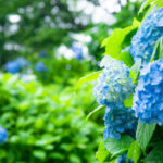 梅雨時のアジサイ　日本